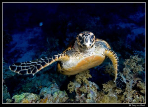 hawksbill turtle III by Dray Van Beeck 